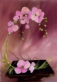 Orchidée - FLORALES