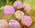 Hortensias - FLORALES